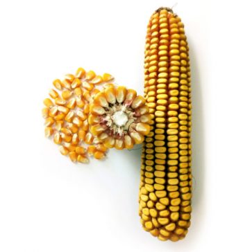 Воронежский 230 СВ